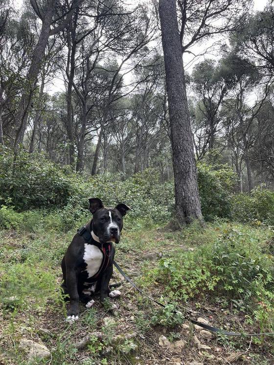 Un chien noir et blanc assis dans une pinède pendant une balade