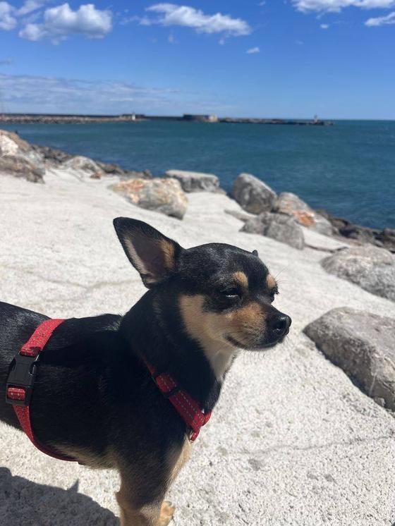 Un petit chien noir et feu en harnais rouge sur les rochers du bord de mer