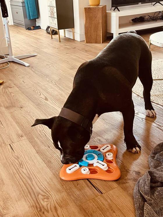 Un chien concentré sur un jeu d'occupation posé au sol