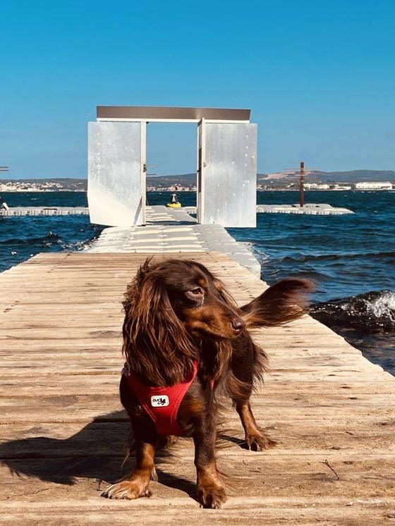 Un épagneul sur un ponton au bord de la mer, les oreilles au vent