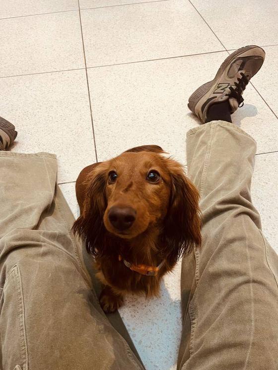 Un teckel à poil long assis face à sa personne, attentif