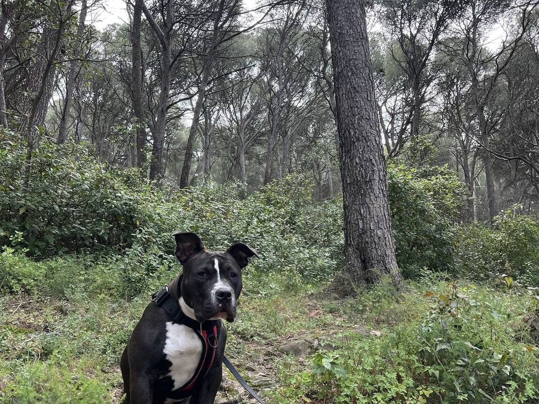 Un chien en balade dans une pinède près de Sète