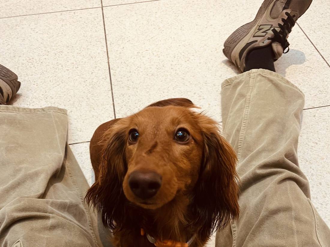 Un chien attentif, assis face à sa personne, pendant un bilan comportemental