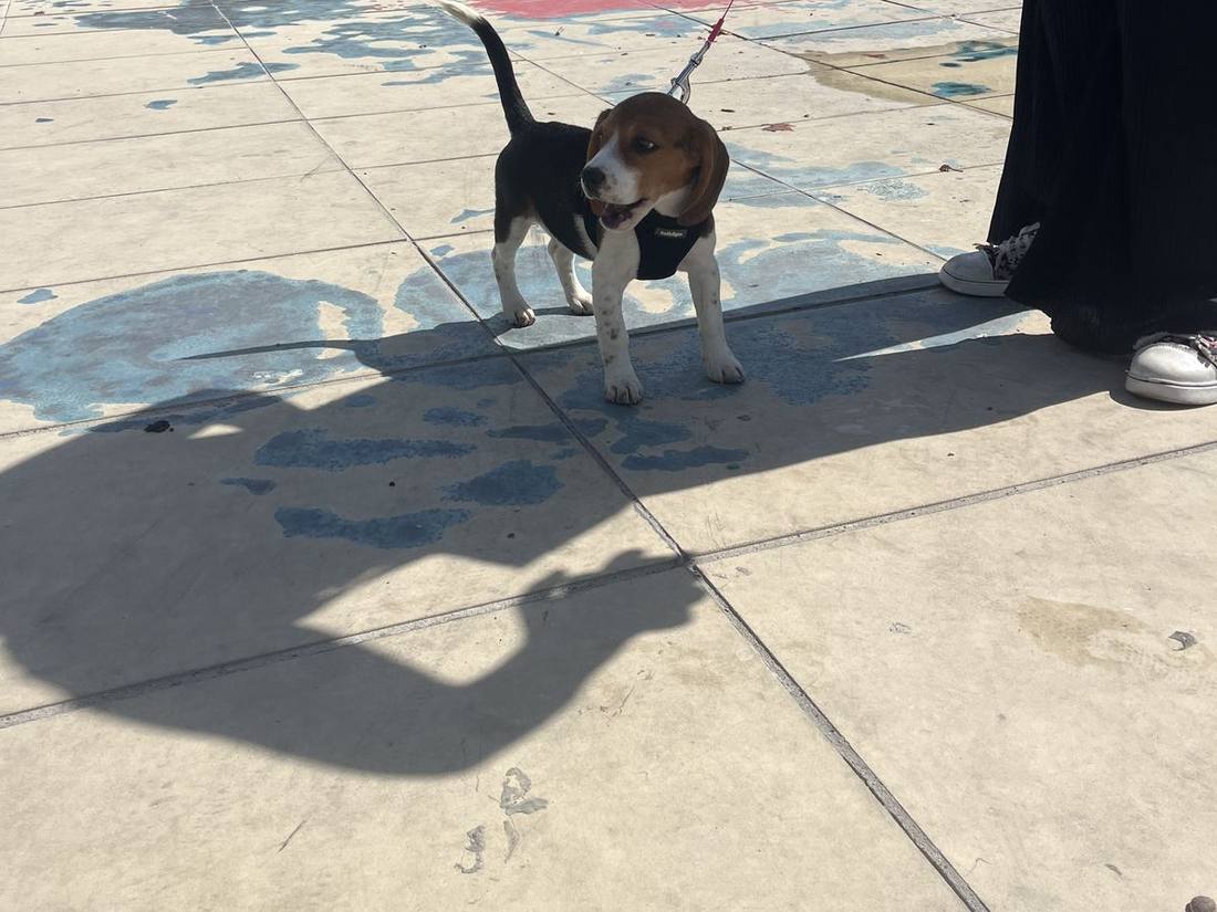 Travail de la marche en laisse avec un chien sur une place de Sète