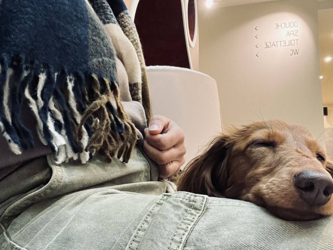 Un chien endormi paisiblement sur les genoux pendant une garde